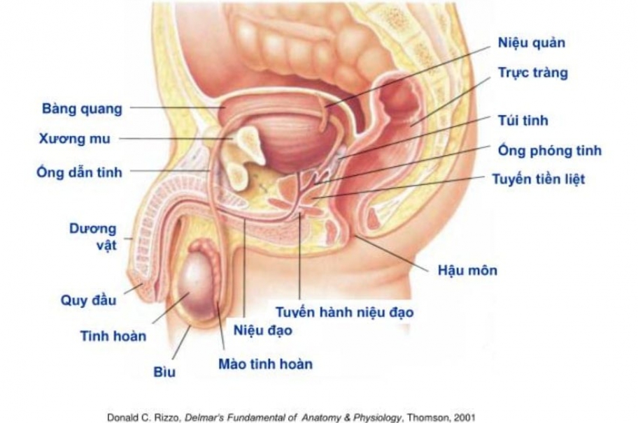Những nguyên nhân phổ biến dẫn tới tình trạng vô sinh